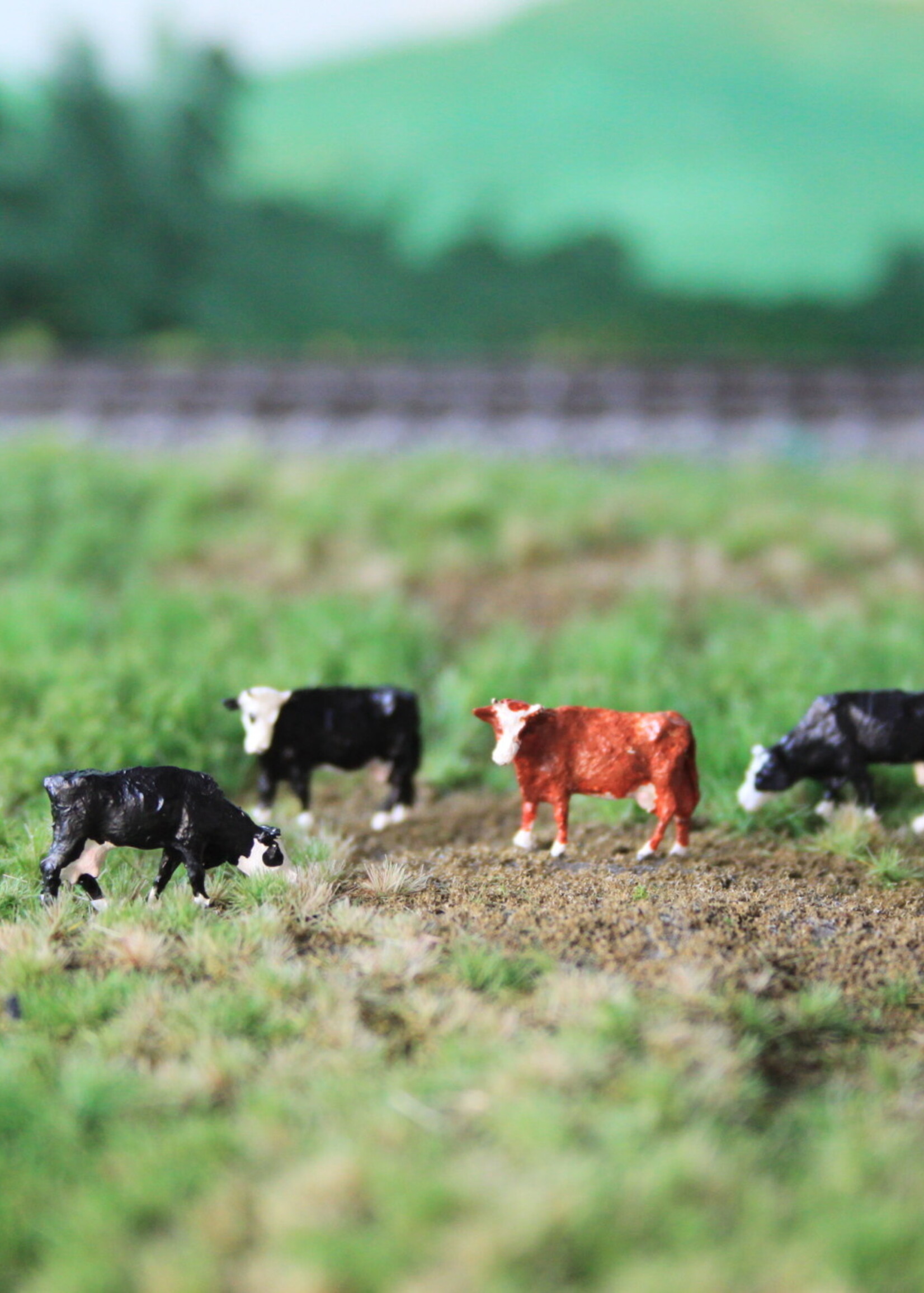 Van Petegem Scenery NVPS 203 NL Groninger Blaarkop 5 stuks