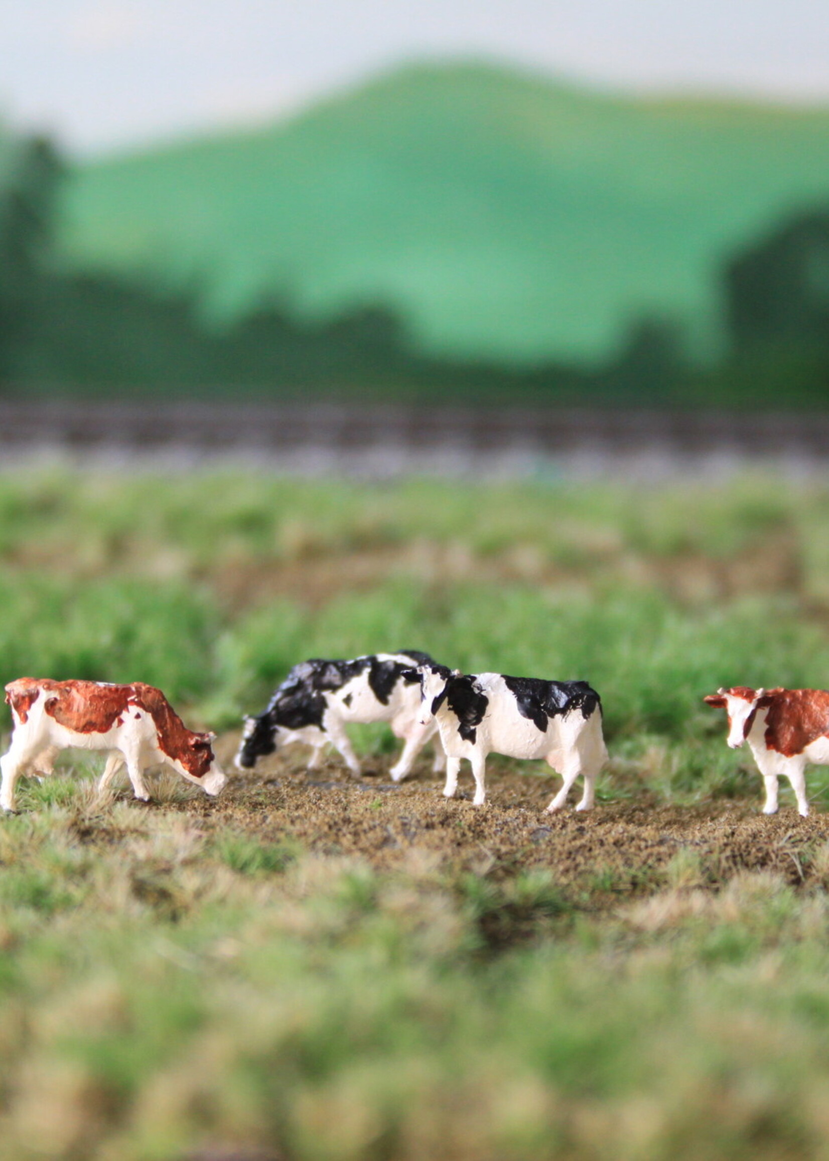 Van Petegem Scenery NVPS 202 Worldwide Holstein Zwartbont en Roodbont 5 stuks