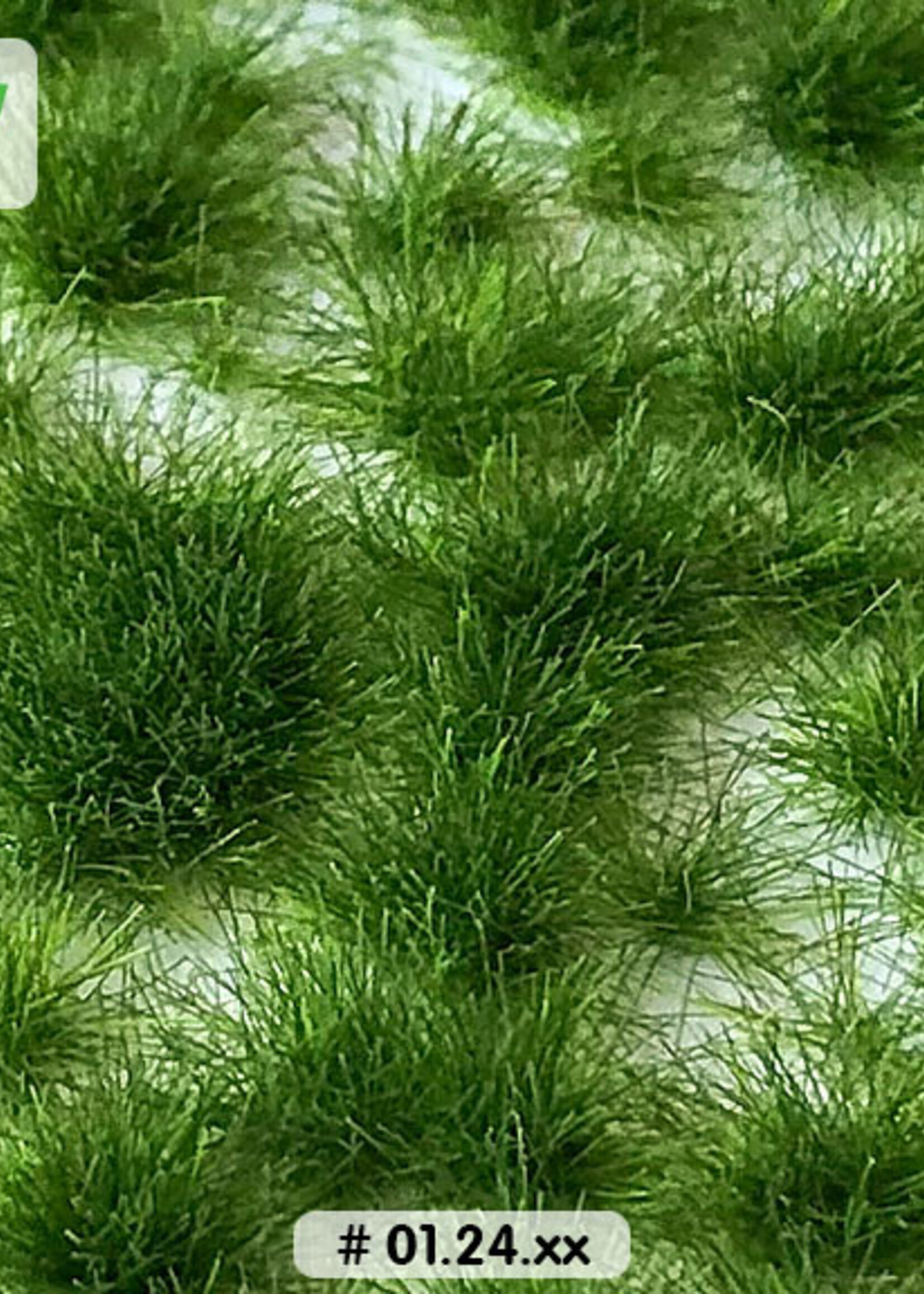 Lars op 't Hof Scenery 01.24 Graspollen late lente - lang 15 x 21 cm