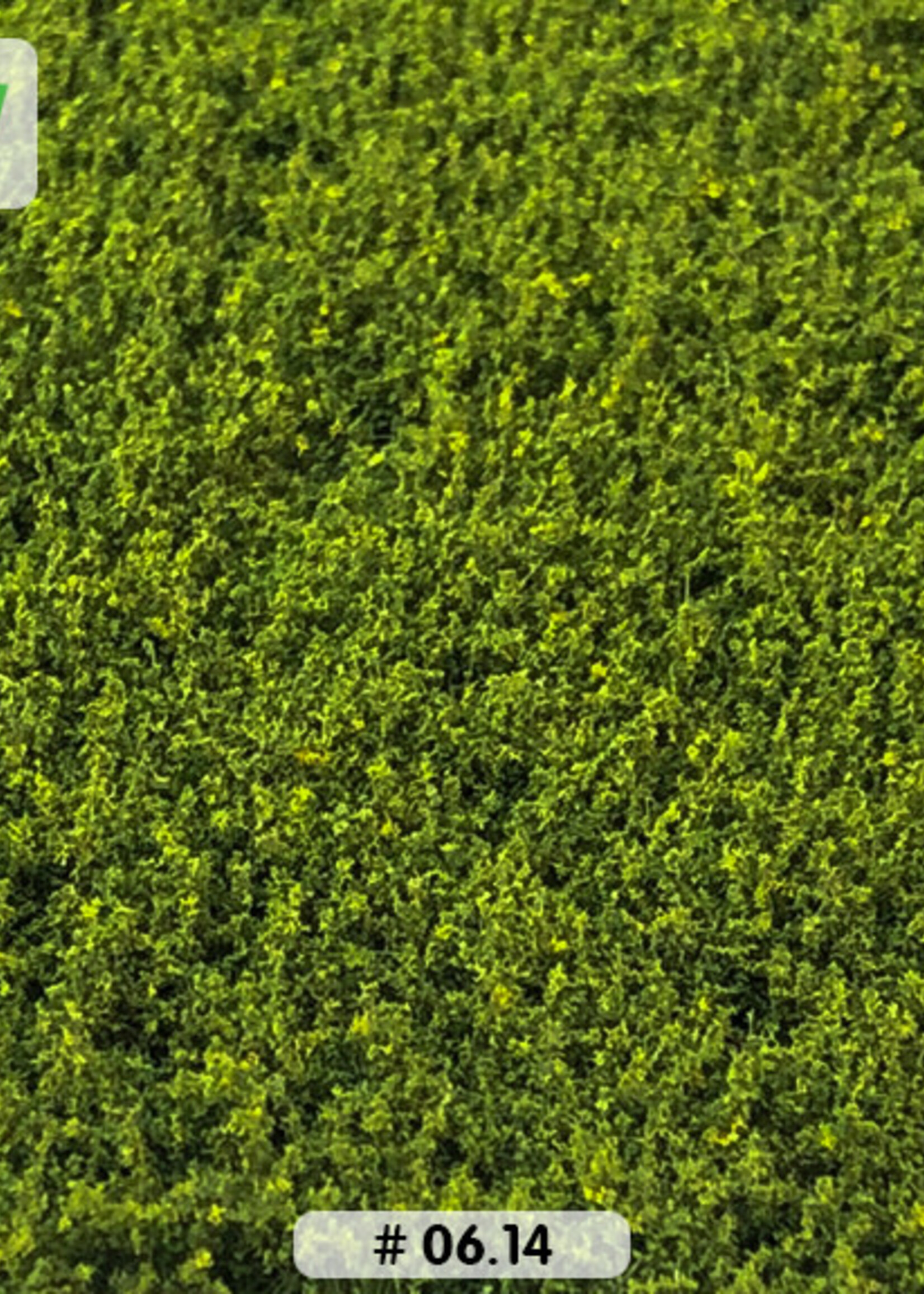 Lars op 't Hof Scenery 06.14 Onkruid lichtgroen - laag 15 x 21 cm