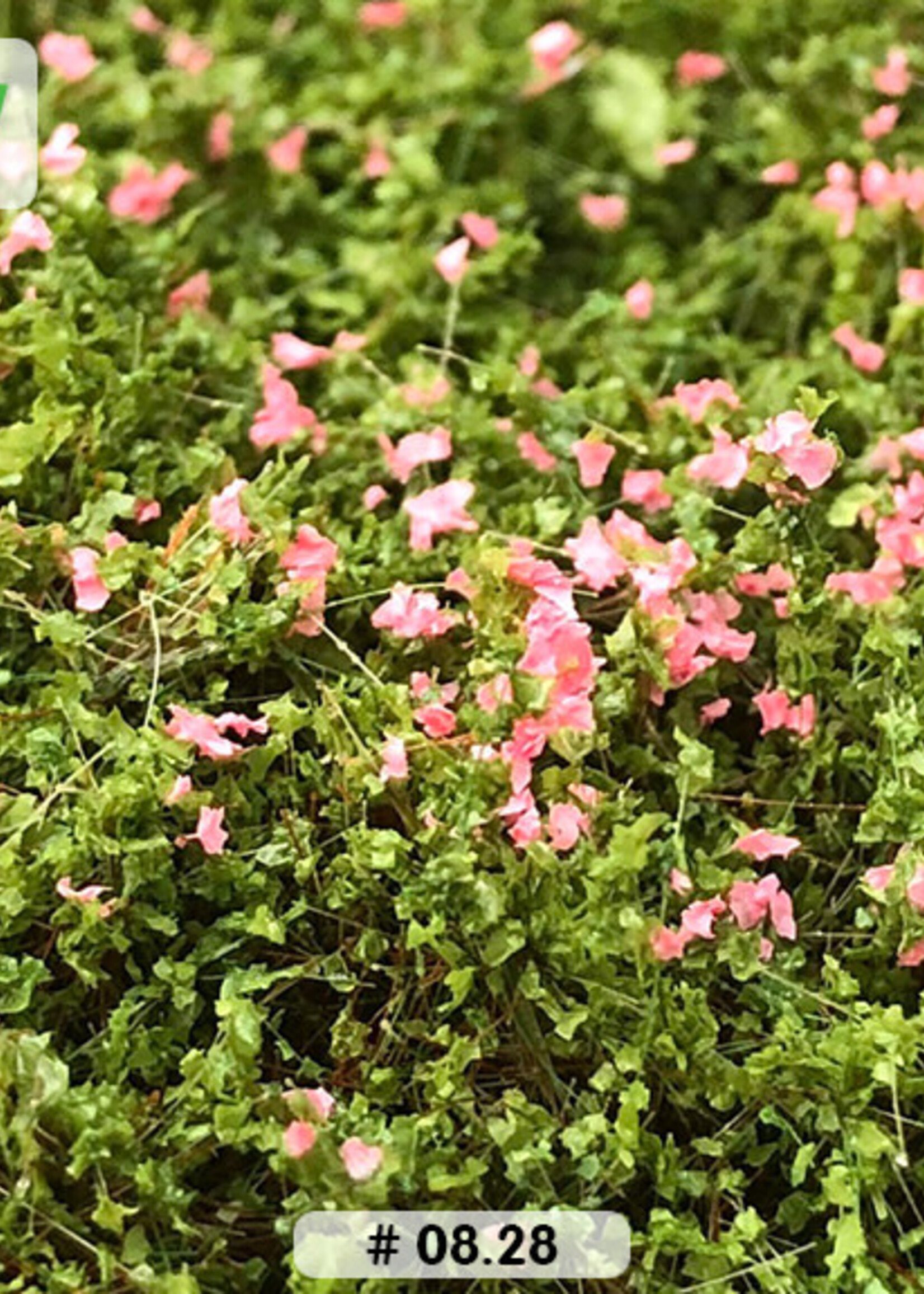 Lars op 't Hof Scenery 08.28 Heggenroos 15 x 21 cm