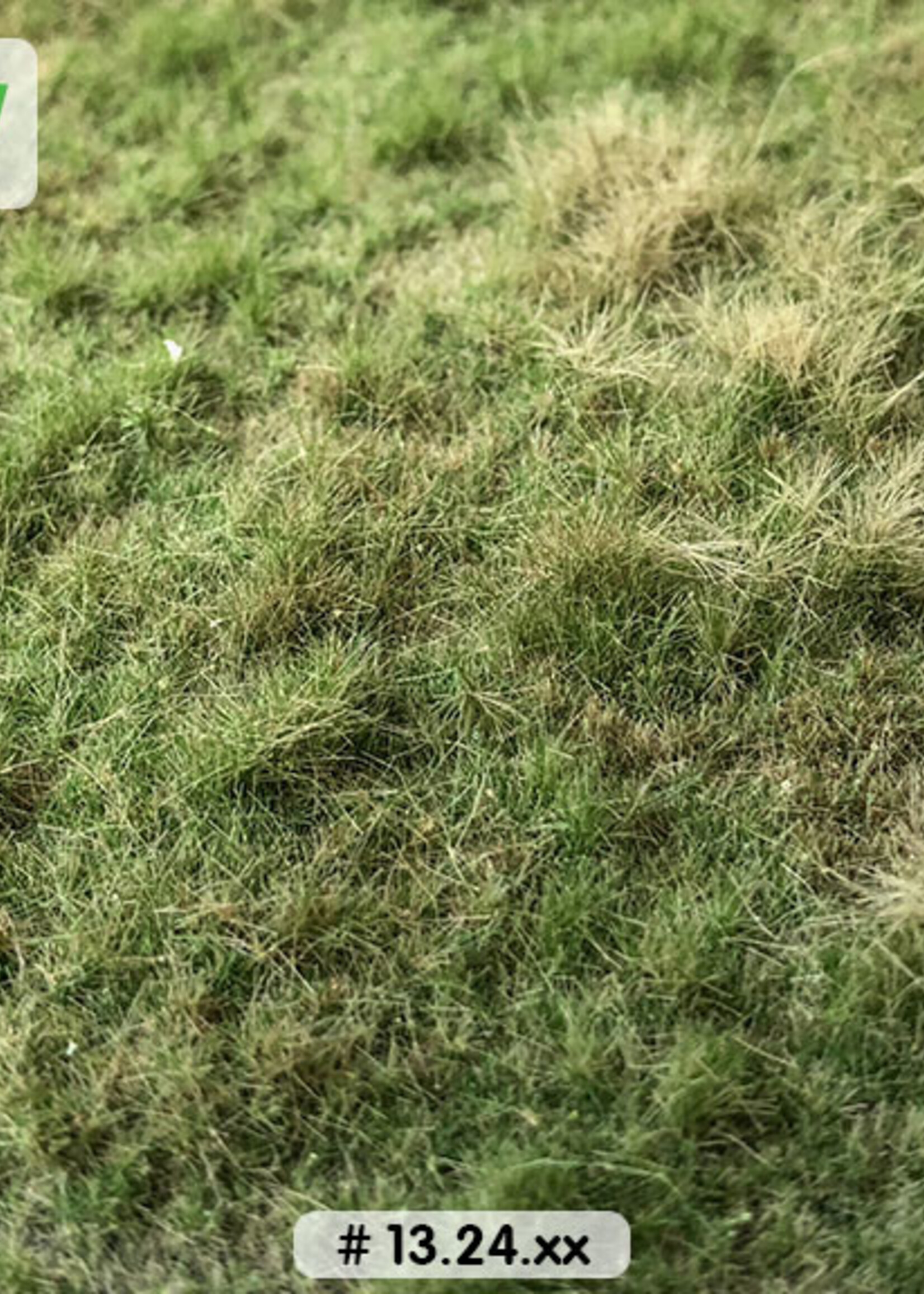 Lars op 't Hof Scenery 13.24 L Grasland zomer - wild 38 x 58 cm