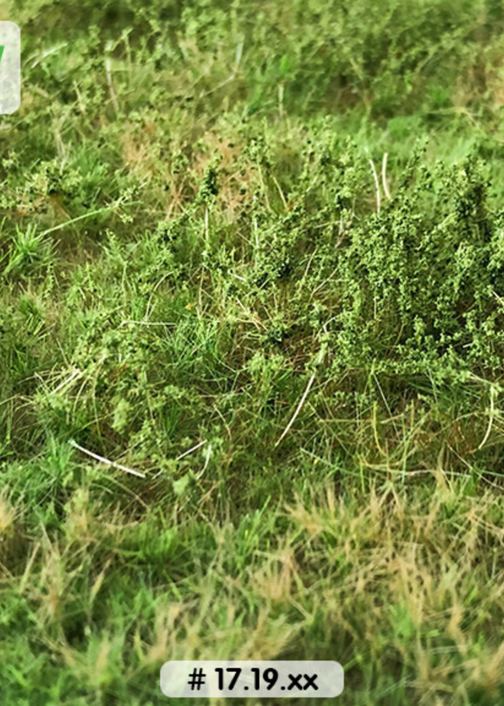 Lars op 't Hof Scenery 17.19 S Wilde berm lente 18,5 x 26,5 cm