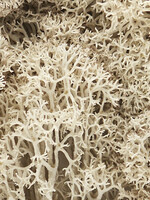 WOODLAND SCENICS WOODLAND SCENICS L166 NATUREL LICHEN