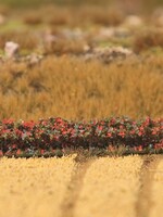 FALLER FALLER 181235 4 PREMIUM HEGGEN HERFSTLOOF