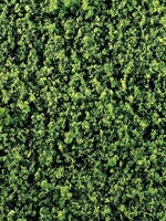 FALLER FALLER 181392 LOOFVLIES MIDDELGROEN