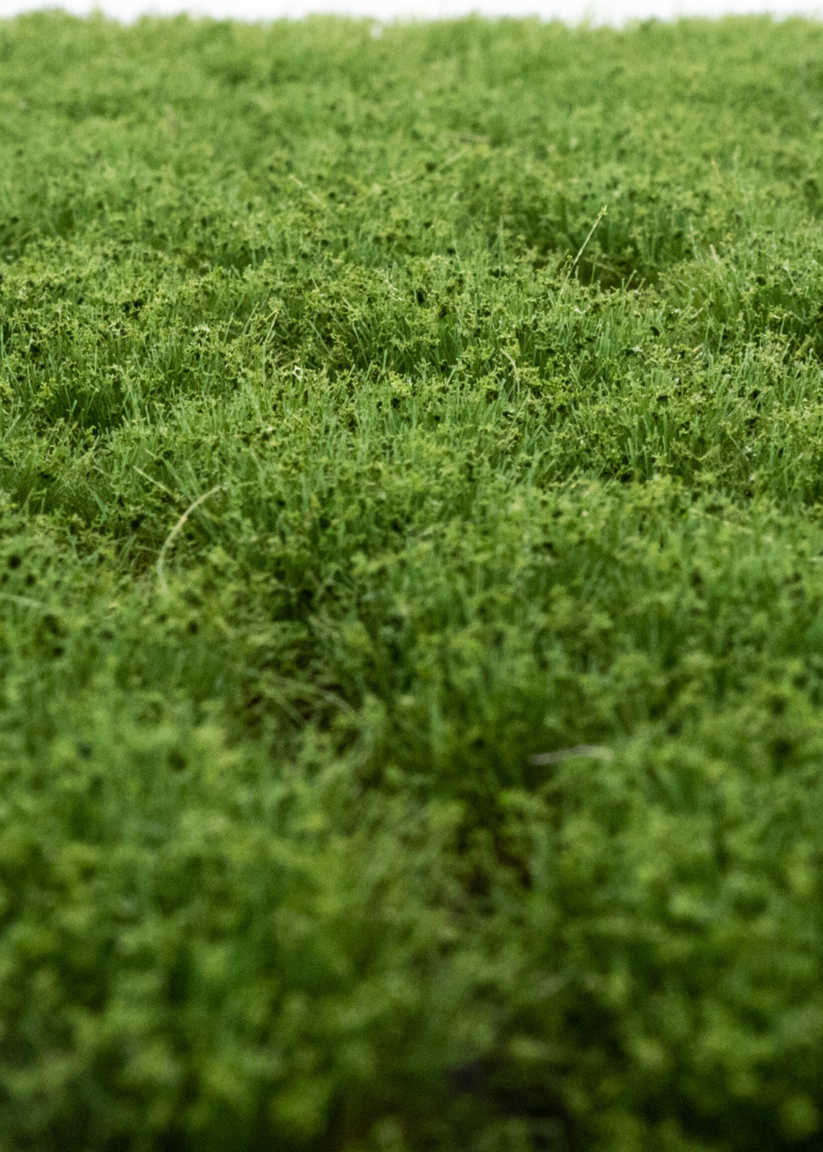 RTS Greenkeeper RTS 83115  Unkrautbüschel Frühsommer 2-12 mm, geschichtet 148 x 210