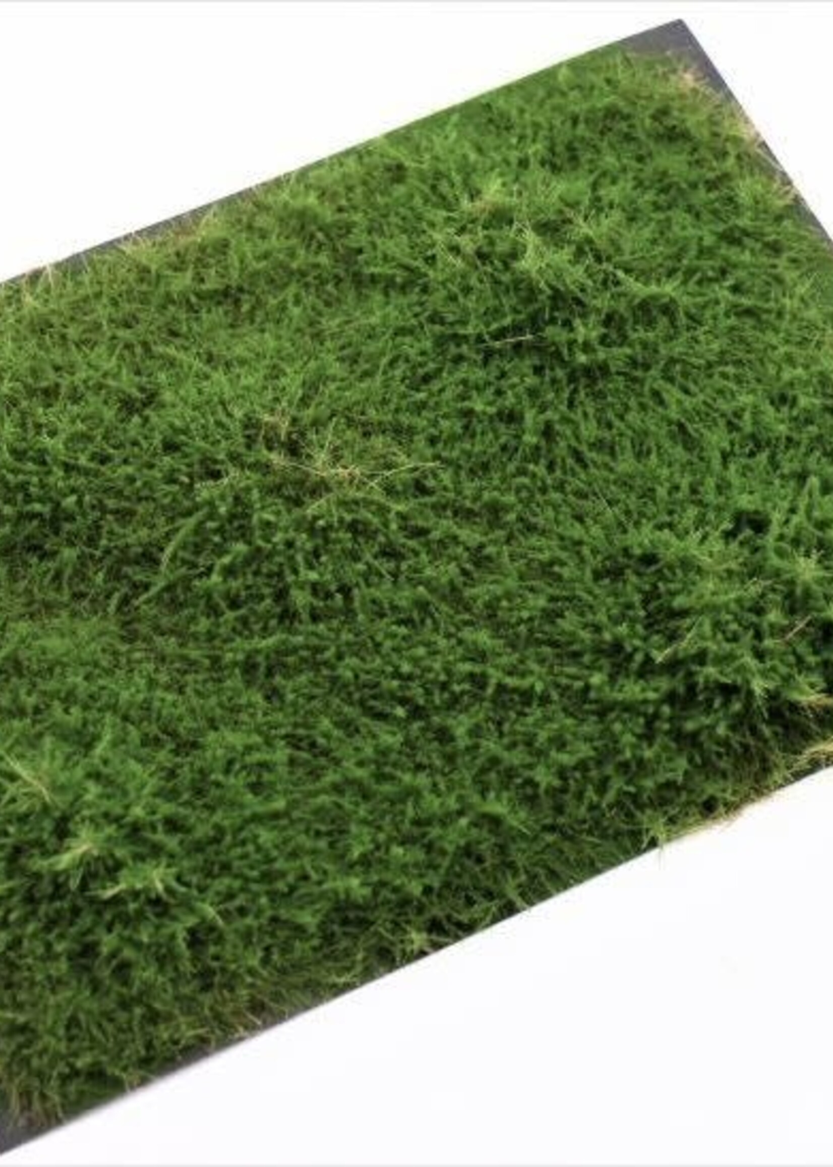 RTS Greenkeeper RTS 95500  Sträucher Wacholder grün 148x210 mm