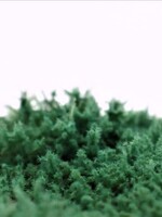 RTS Greenkeeper RTS 95510  Sträucher Wachholder blaugrün 148x210 mm