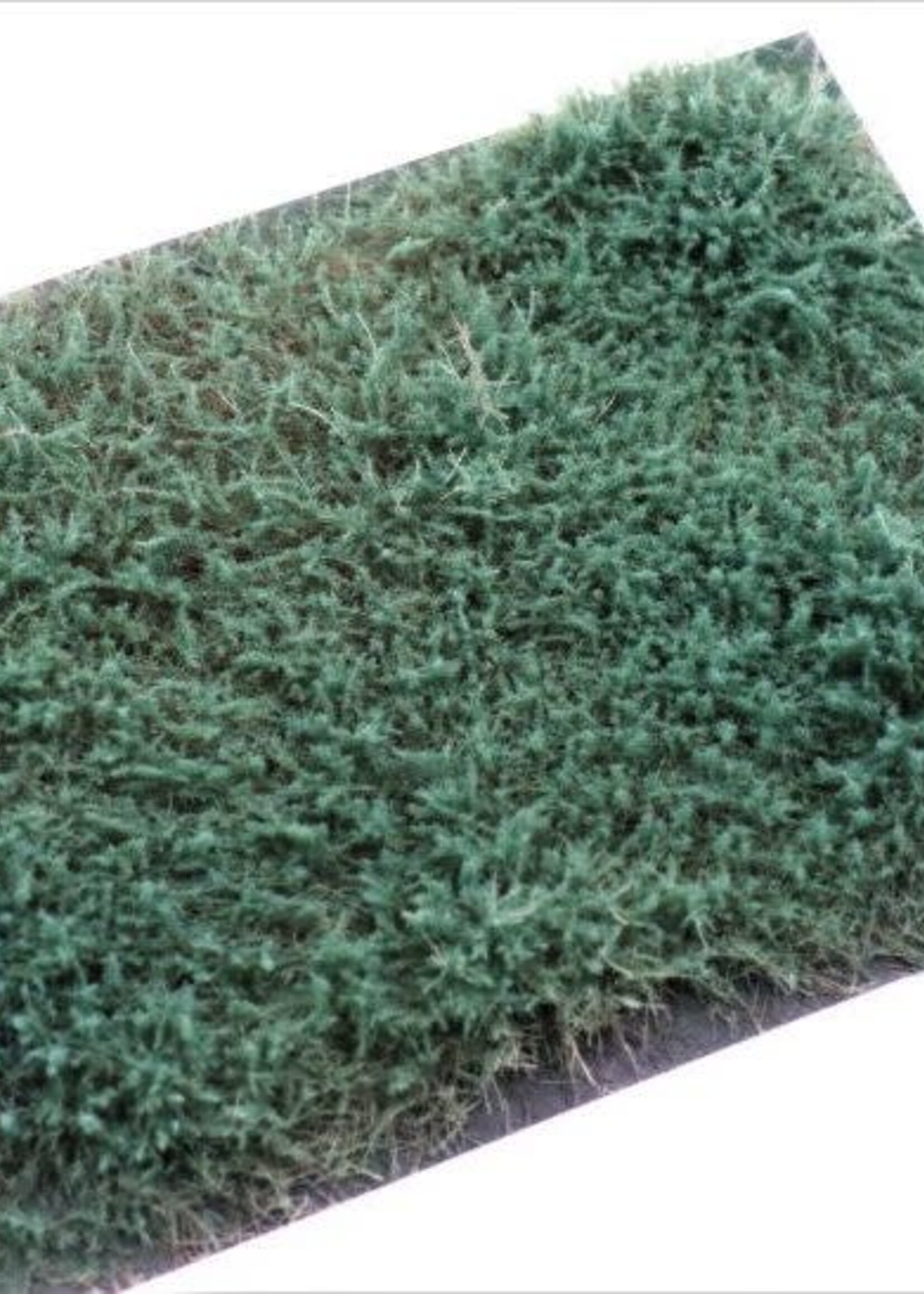 RTS Greenkeeper RTS 95510  Sträucher Wachholder blaugrün 148x210 mm