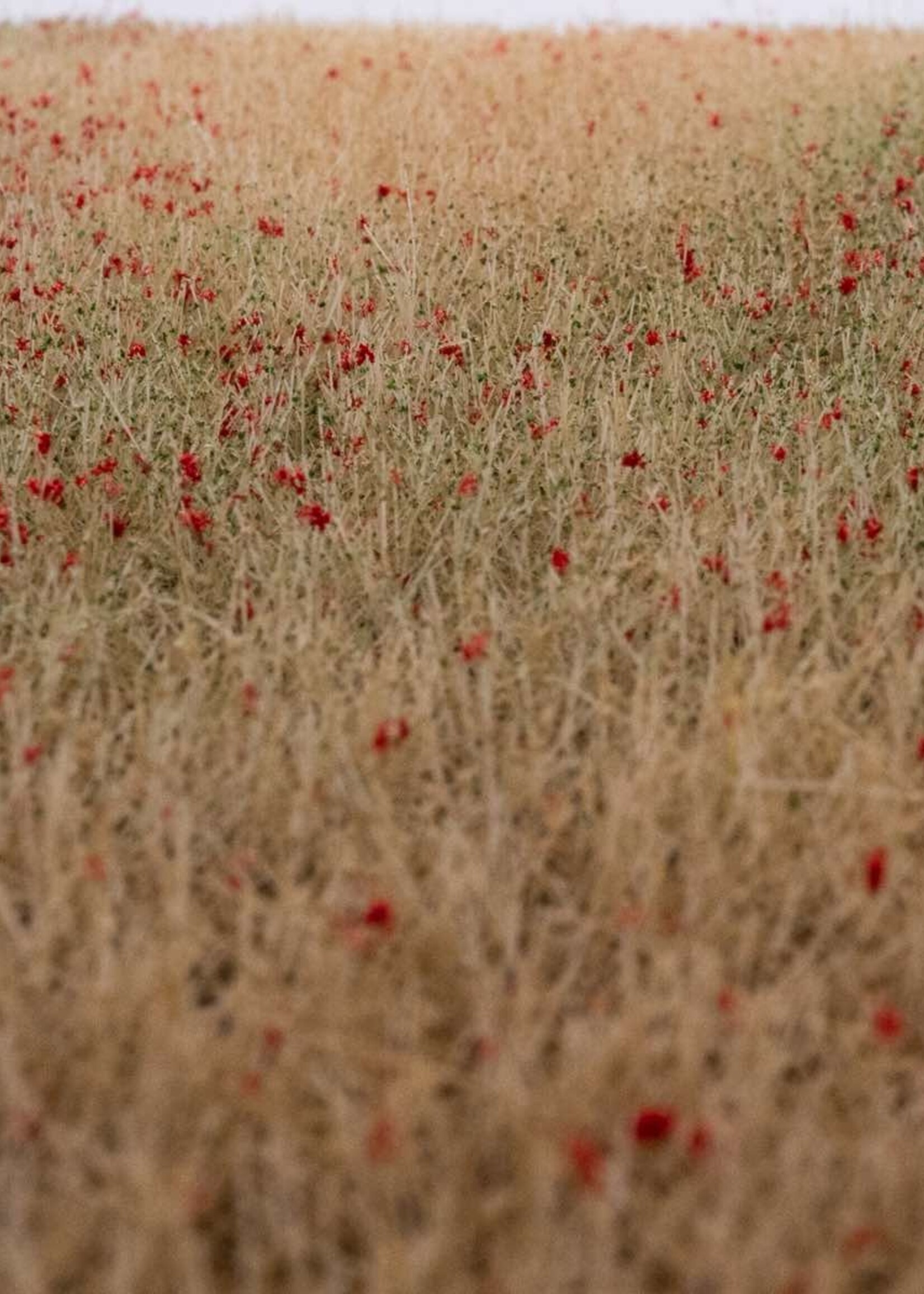 RTS Greenkeeper RTS 92511-3  Grasmatten Kornfeld blühend 420x297 mm Spur N/Z/TT