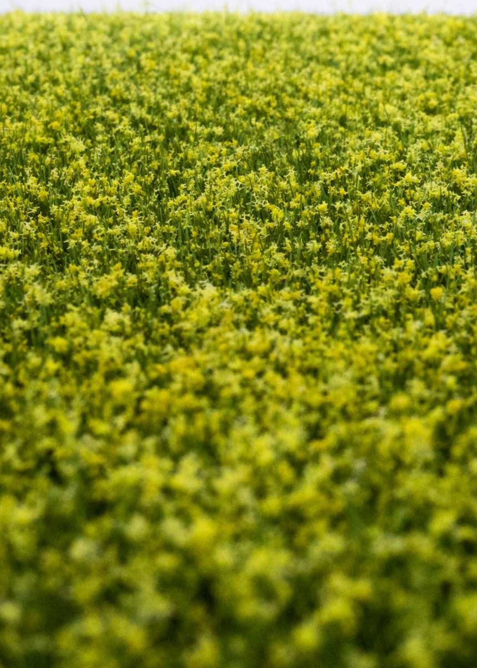 RTS Greenkeeper RTS 92501-3  Grasmatten Rapsfeld 420x297 mm Spur N/Z/TT