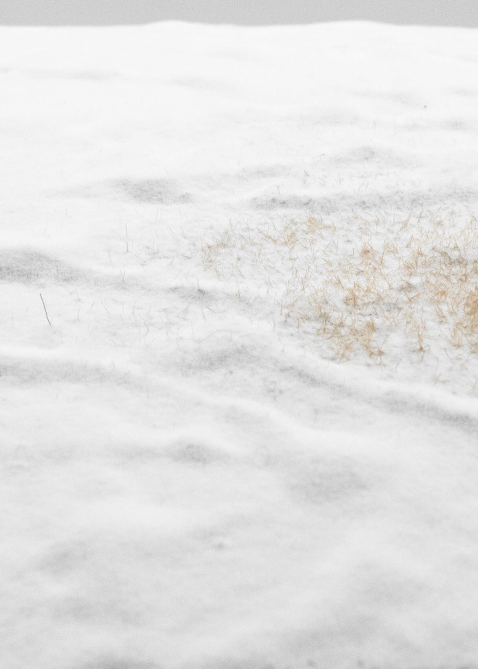 RTS Greenkeeper RTS 92301-3  Grasmatten Schneewiese 420x297 mm Spur N/Z/TT