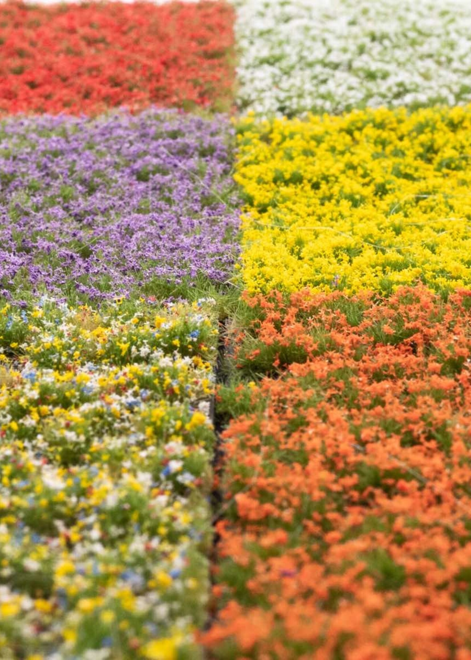 RTS Greenkeeper RTS 84901  Blütenbüschel-Set 2-4 mm, geschichtet 148 x 210 mm