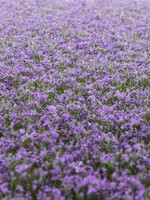RTS Greenkeeper RTS 84302  Blütenbüschel lavendel 2-6 mm, geschichtet 148 x 210 mm