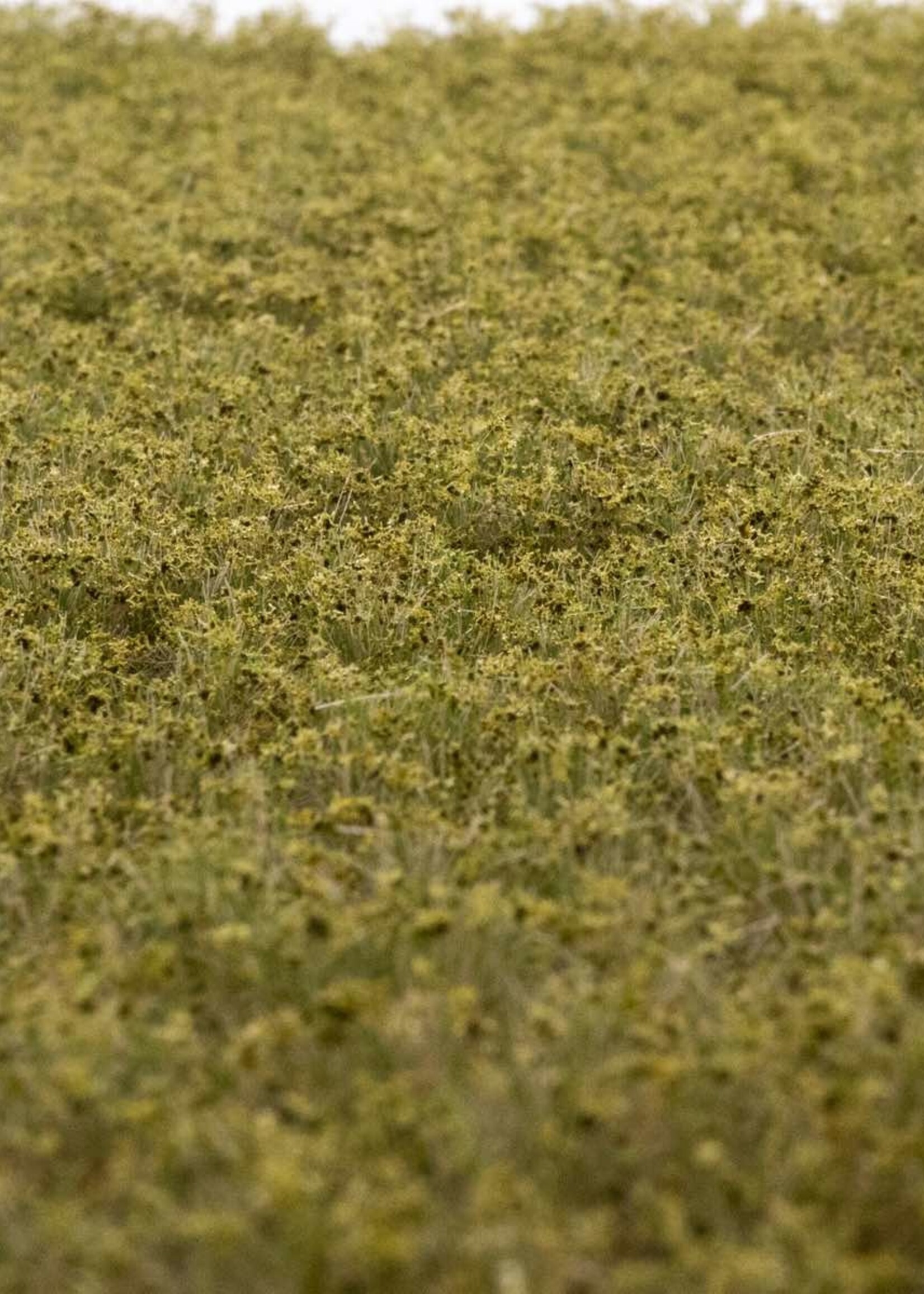 RTS Greenkeeper RTS 83134  Unkrautbüschel Frühherbst 2-10 mm, geschichtet 148 x 210 mm