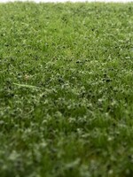 RTS Greenkeeper RTS 83122  Unkrautbüschel Sommer 2-6 mm, geschichtet 148 x 210 mm