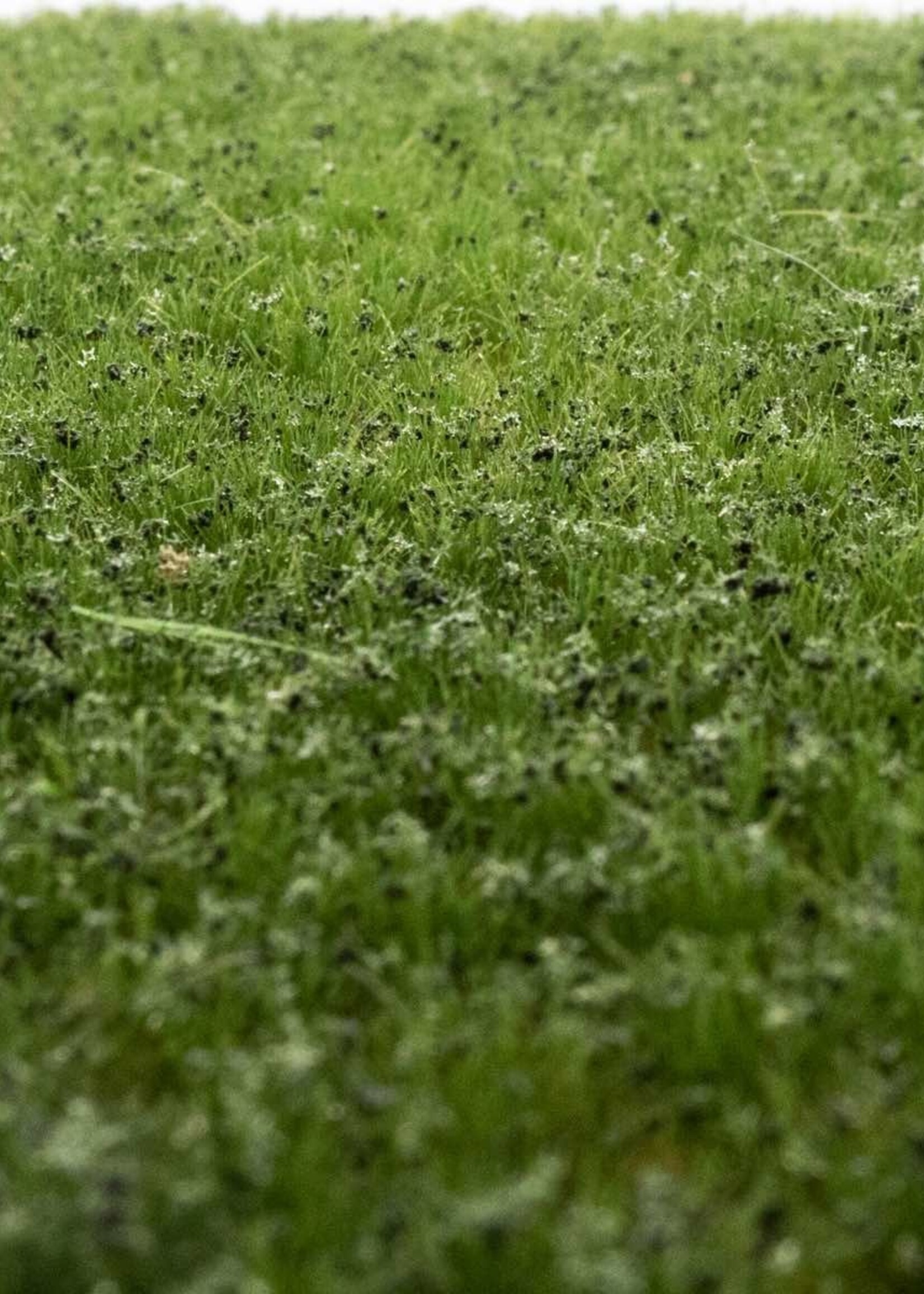 RTS Greenkeeper RTS 83121  Unkrautbüschel Sommer 2-4 mm, geschichtet 148 x 210 mm