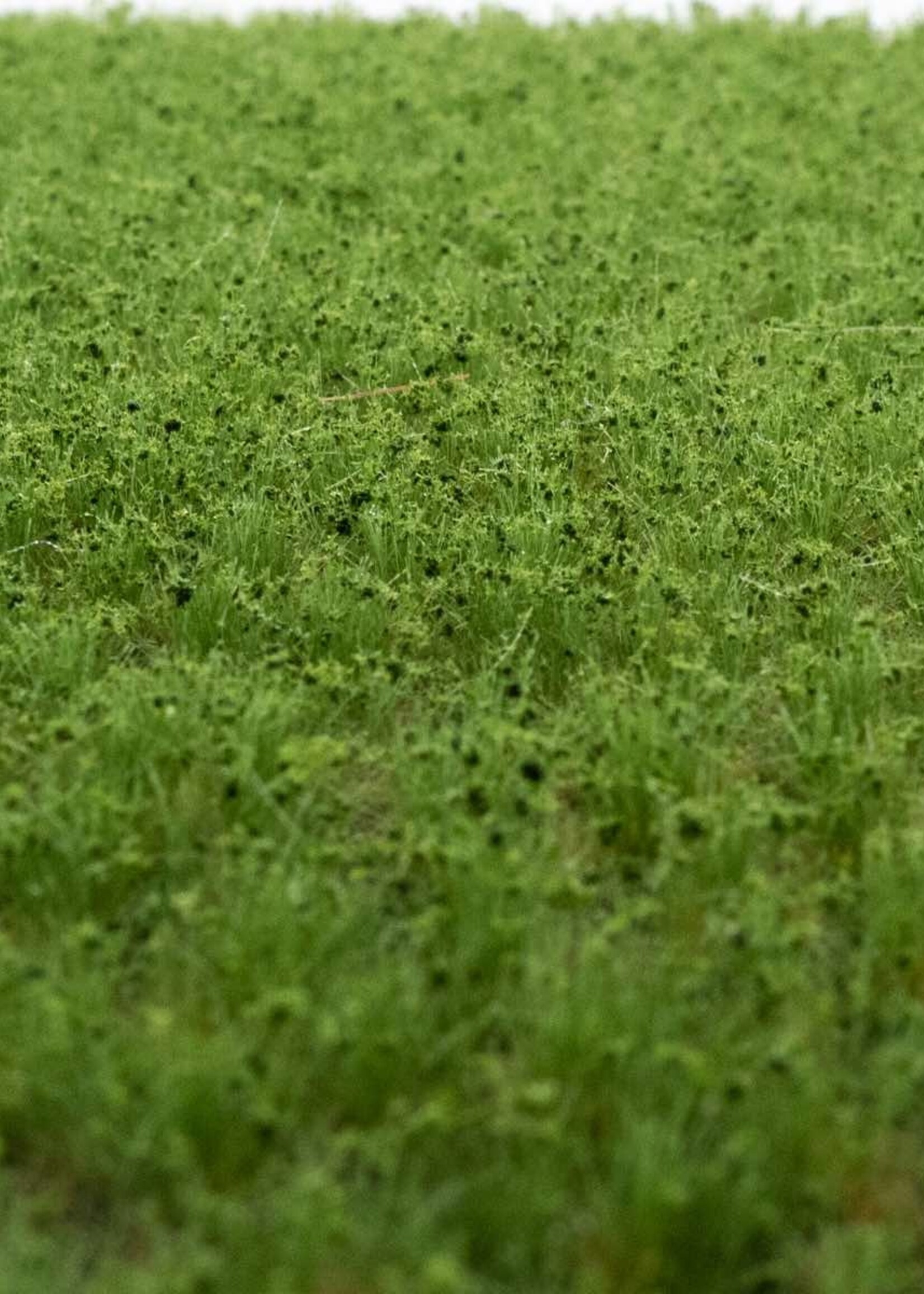 RTS Greenkeeper RTS 83111  Unkrautbüschel Frühsommer 2-4 mm, geschichtet 148 x 210 mm