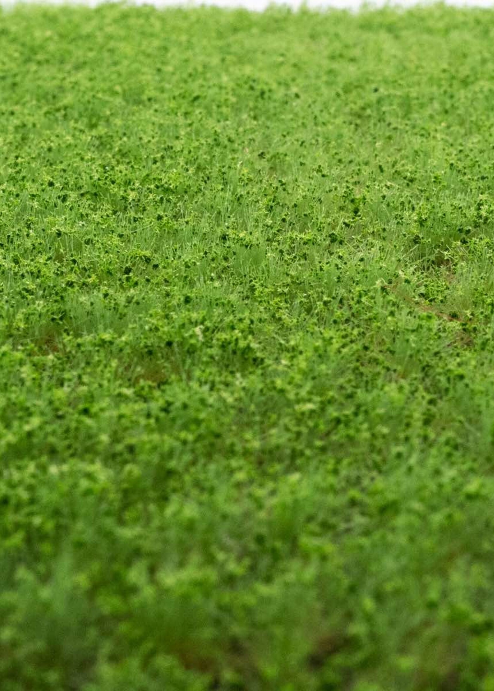 RTS Greenkeeper RTS 83104  Unkrautbüschel Frühling 2-10 mm, geschichtet 148 x 210 mm