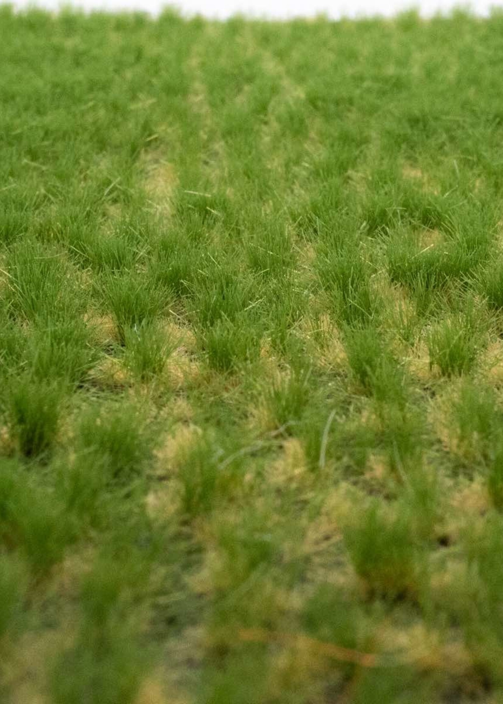 RTS Greenkeeper RTS 82121  Grasbüschel Sommer 2-4 mm, geschichtet 148 x 210 mm