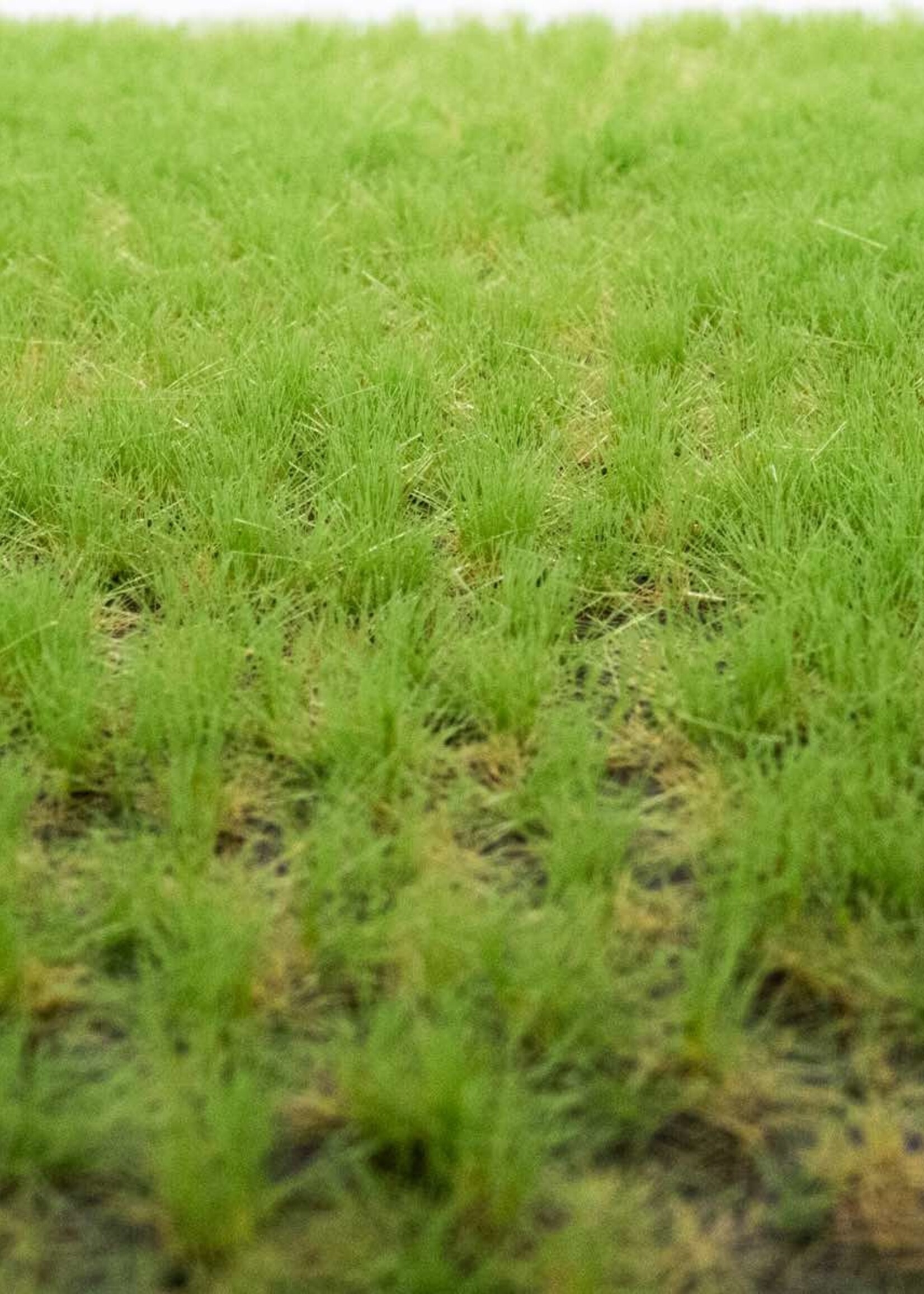 RTS Greenkeeper RTS 82104  Grasbüschel Frühling 2-10 mm, geschichtet 148 x 210 mm