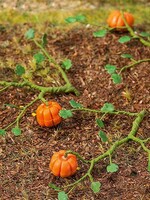 FALLER FALLER 181258 1/87 6 POMPOENEN