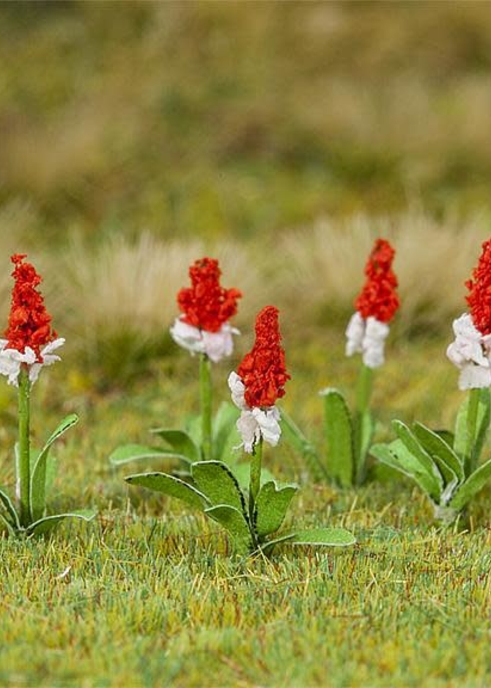 FALLER FALLER 181267 1/87 32 ORCHIDEEPRIMULA