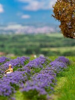 FALLER FALLER 181279 1/87 LAVENDELVELD