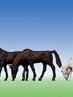 FALLER FALLER 155501 1/160 Paarden (uitloop)