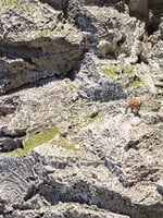 FALLER 171800 ROTS- EN TERREINSCHUIM (3/23) *