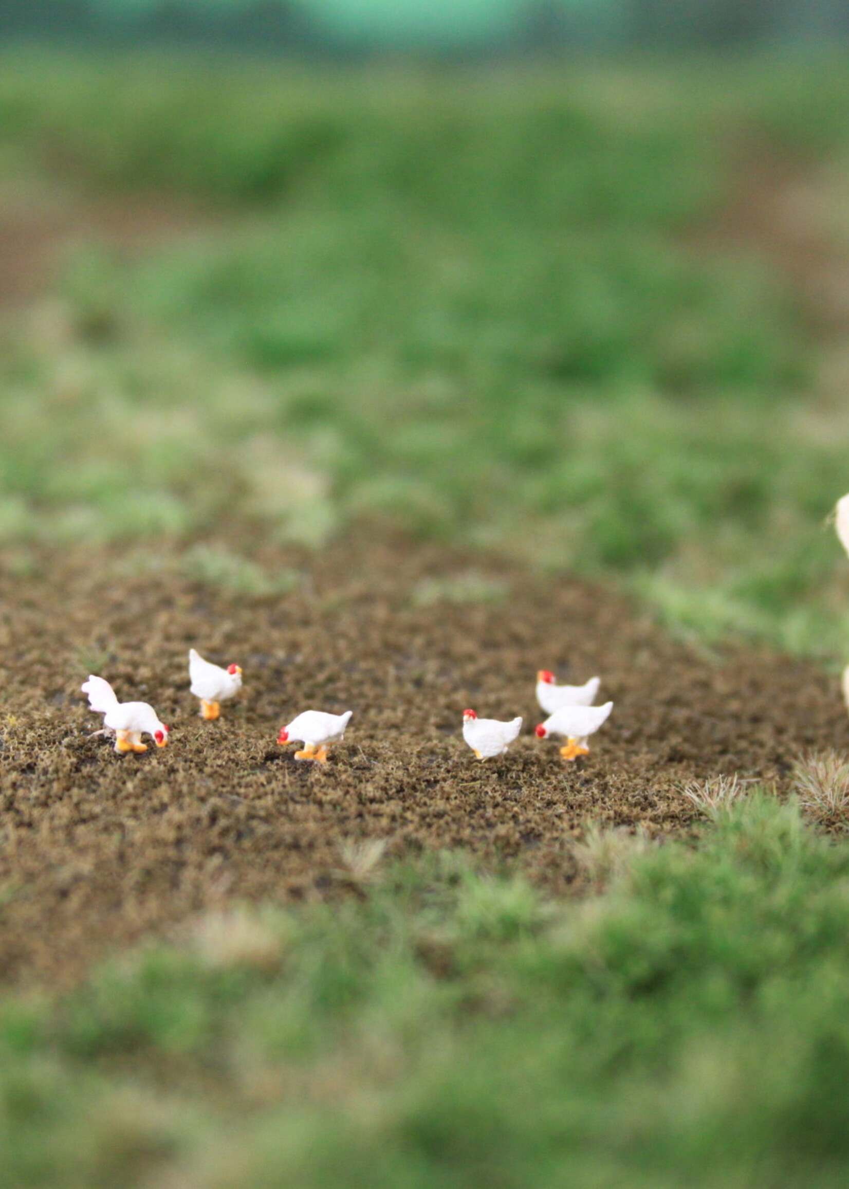 Van Petegem Scenery Van Petegem Scenery NK06 Witte Leghorn kippen  Schaal N