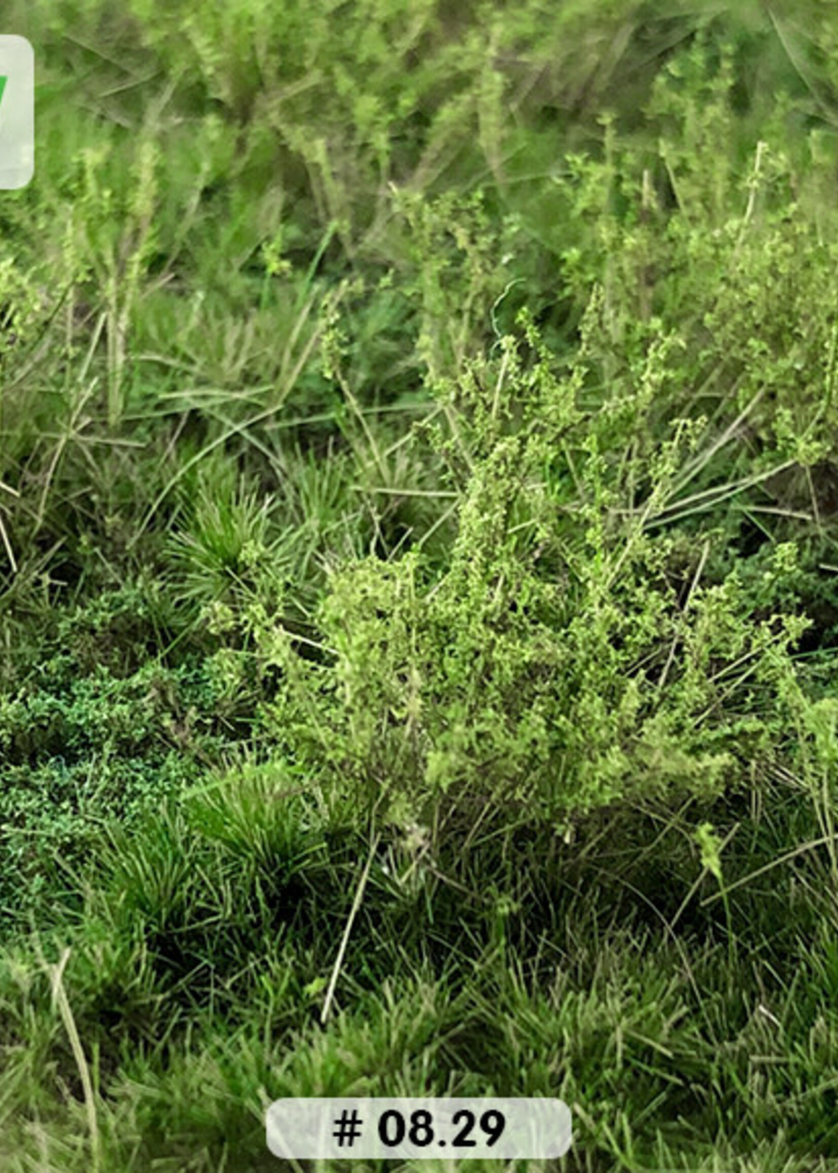 Lars op 't Hof Scenery 08.29 Wilde berm met onkruid zomer 15 x 21 cm