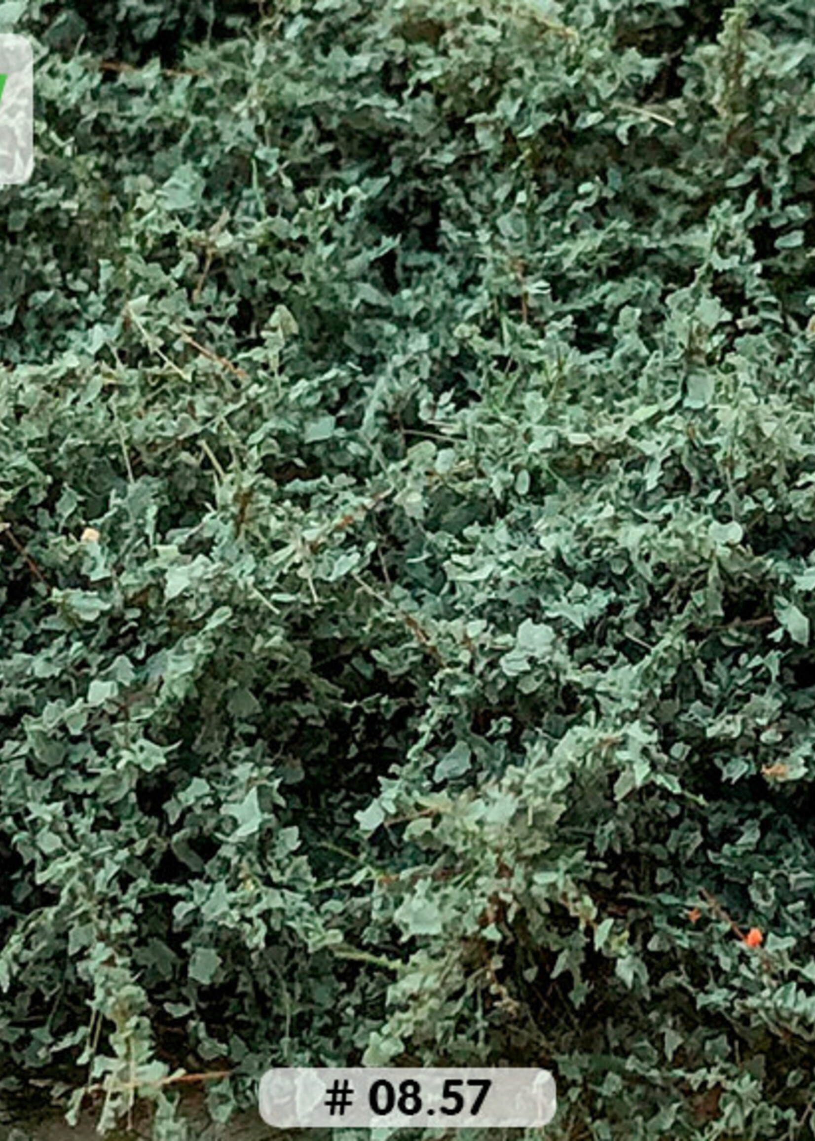 Lars op 't Hof Scenery 08.57 Duindoorn 15 x 21 cm