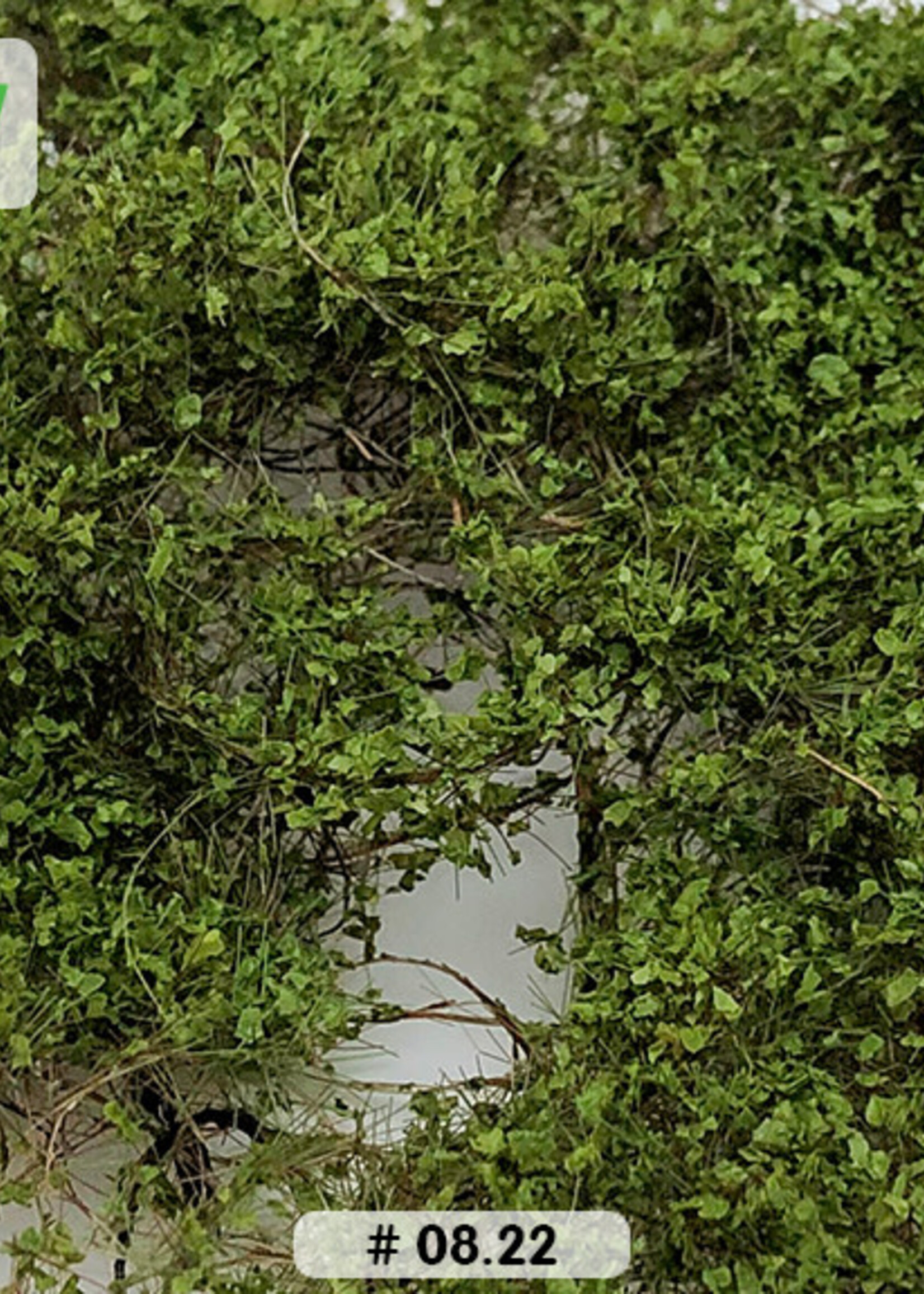 Lars op 't Hof Scenery 08.22 Doornstruiken - middengroen 15 x 21 cm