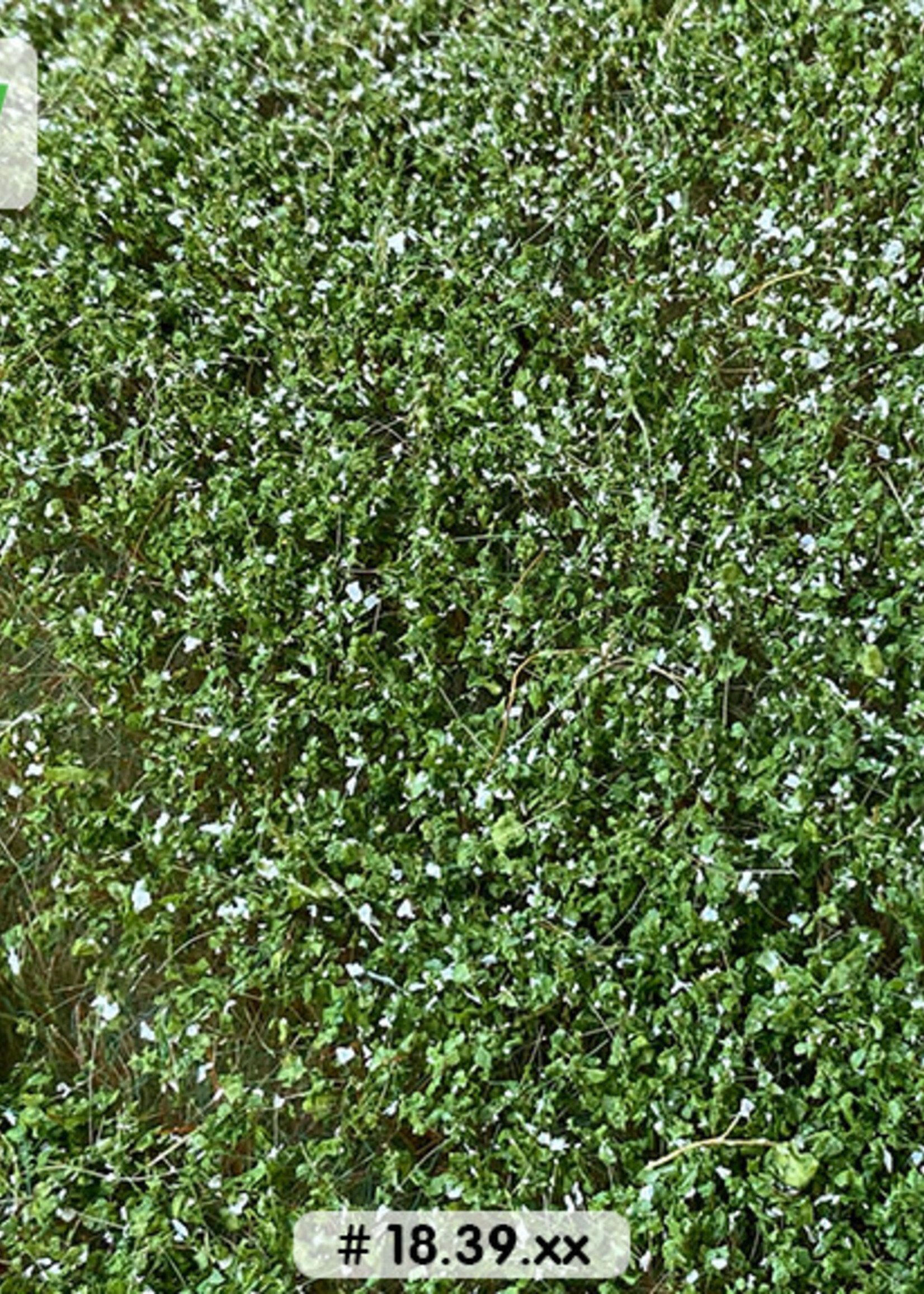 Lars op 't Hof Scenery 18.39 S Aardappelveld - bloeiend 18,5 x 26,5 cm