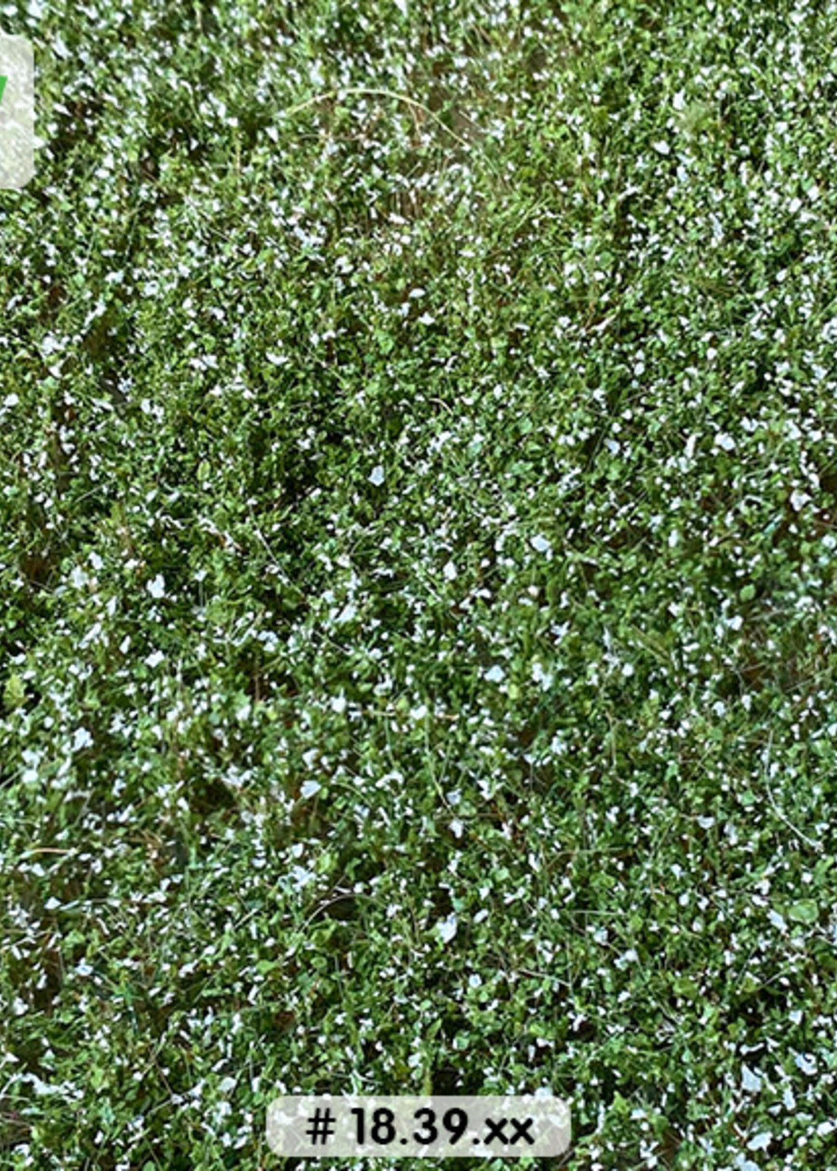 Lars op 't Hof Scenery 18.39 S Aardappelveld - bloeiend 18,5 x 26,5 cm