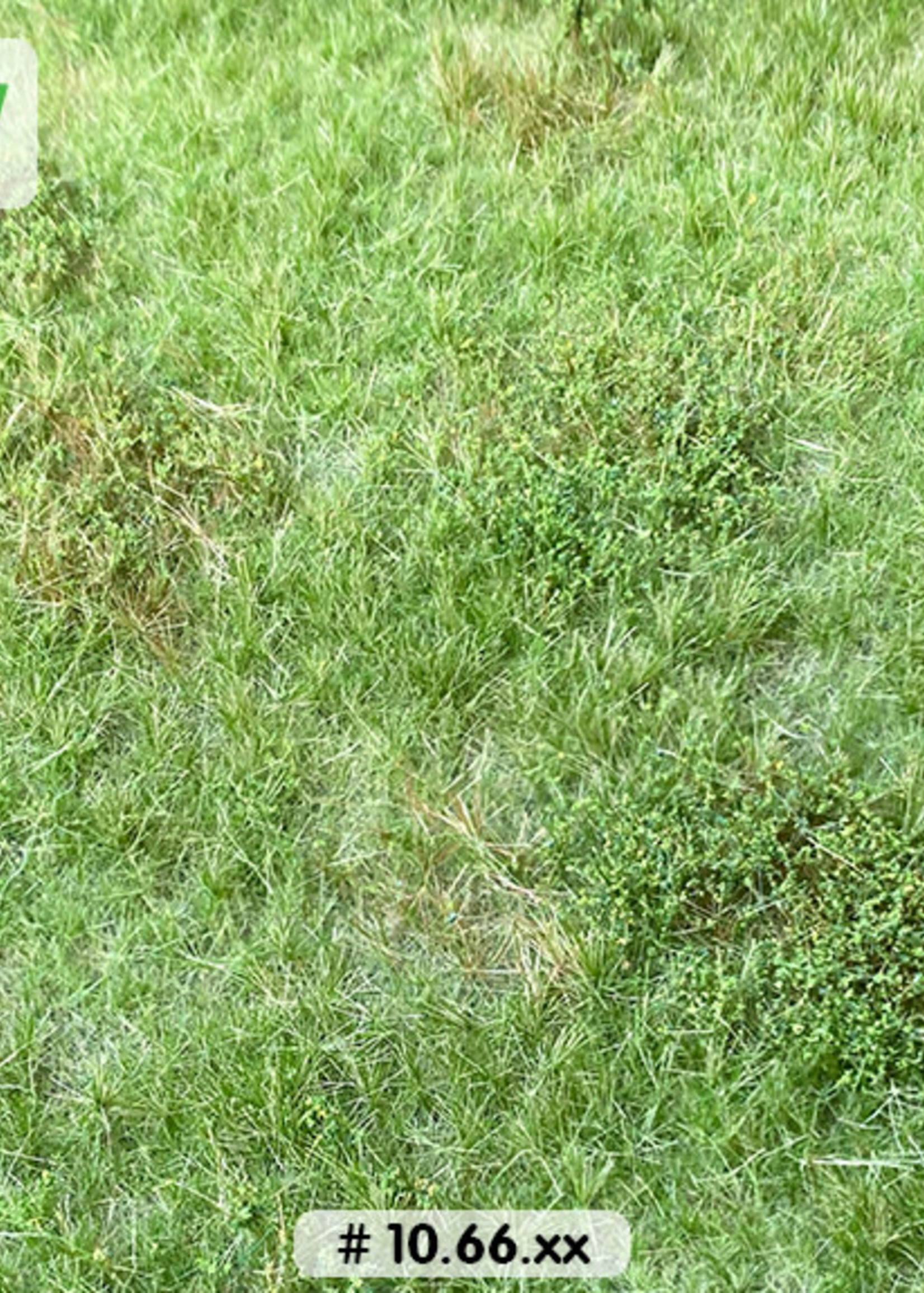 Lars op 't Hof Scenery 10.66 S Weiland met onkruid zomer 18,5 x 26,5 cm