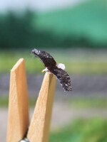 Van Petegem Scenery Van Petegem Scenery NK11 Bald Eagle flying (schaal N)
