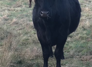 Organic grass-fed beef