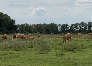 Limousin