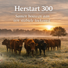 Neustart 300 – 250 € Guthabenpaket