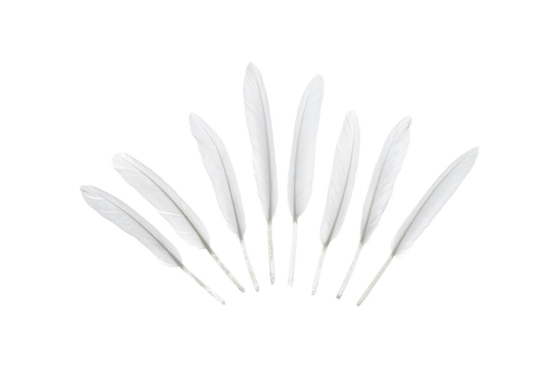 Witte decoratieve veren - 10-16 cm - 8 stuks