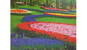 Diamond Painting Bloemen Oase H381 40 cmx 50 cm