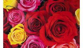 Diamond Painting Bos Rozen J0495 30 cm x 40 cm