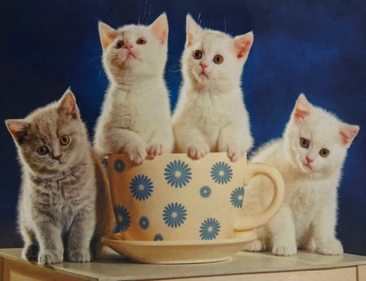 Diamond Painting 4 poesjes gezellig aan de koffie H334 40 cm x 50 cm