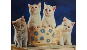 Diamond Painting 4 poesjes gezellig aan de koffie H334 40 cm x 50 cm