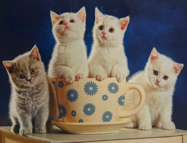 Diamond Painting 4 poesjes gezellig aan de koffie H334 40 cm x 50 cm