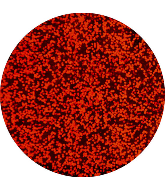 Folie 87 Urban Nails