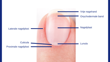 E-learning 'Anatomie van de nagels'